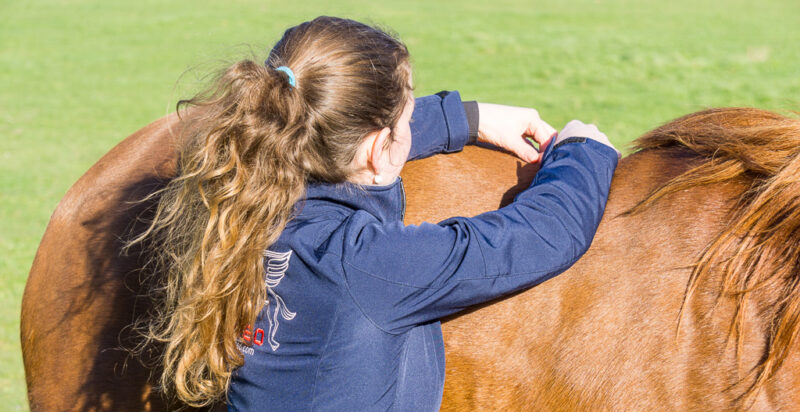 Osteopathie voor paarden en honden